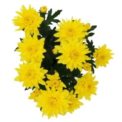 Chrysanthemen 'Chrysanne® Grandezza Yellow', Gelb, Topf-Ø 13 Cm, 6er-Set -Die grüne Ecke 0690110207 Chrysantheme Grandezza gelb image005 81603