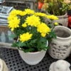 Chrysanthemen 'Chrysanne® Grandezza Yellow', Gelb, Topf-Ø 13 Cm, 6er-Set -Die grüne Ecke 0690110207 Chrysantheme Grandezza gelb image015 81531