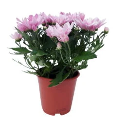 Chrysanthemen 'Chrysanne® Grandezza Pink', Pink, Topf-Ø 13 Cm, 6er-Set -Die grüne Ecke 0690110209 Chrysantheme Grandezza pink image002 81608