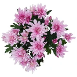 Chrysanthemen 'Chrysanne® Grandezza Pink', Pink, Topf-Ø 13 Cm, 6er-Set -Die grüne Ecke 0690110209 Chrysantheme Grandezza pink image006 81606