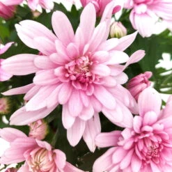Chrysanthemen 'Chrysanne® Grandezza Pink', Pink, Topf-Ø 13 Cm, 6er-Set -Die grüne Ecke 0690110209 Chrysantheme Grandezza pink image012 81538
