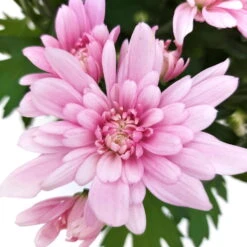 Chrysanthemen 'Chrysanne® Grandezza Pink', Pink, Topf-Ø 13 Cm, 6er-Set -Die grüne Ecke 0690110209 Chrysantheme Grandezza pink image013 81536