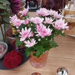 Chrysanthemen 'Chrysanne® Grandezza Pink', Pink, Topf-Ø 13 Cm, 6er-Set -Die grüne Ecke 0690110209 Chrysantheme Grandezza pink image019 81537