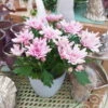 Chrysanthemen 'Chrysanne® Grandezza Pink', Pink, Topf-Ø 13 Cm, 6er-Set -Die grüne Ecke 0690110209 Chrysantheme Grandezza pink image023 81535