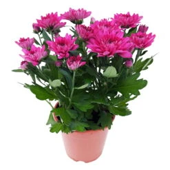 Chrysanthemen 'Chrysanne® Grandezza Purple', Lila, Topf-Ø 13 Cm, 6er-Set -Die grüne Ecke 0690110210 Chrysantheme Grandezza purple image004 81610