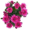 Chrysanthemen 'Chrysanne® Grandezza Purple', Lila, Topf-Ø 13 Cm, 6er-Set -Die grüne Ecke 0690110210 Chrysantheme Grandezza purple image006 81609