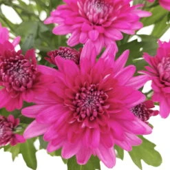 Chrysanthemen 'Chrysanne® Grandezza Purple', Lila, Topf-Ø 13 Cm, 6er-Set -Die grüne Ecke 0690110210 Chrysantheme Grandezza purple image012 81541