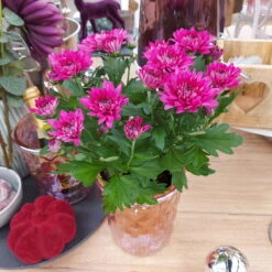 Chrysanthemen 'Chrysanne® Grandezza Purple', Lila, Topf-Ø 13 Cm, 6er-Set -Die grüne Ecke 0690110210 Chrysantheme Grandezza purple image018 81540