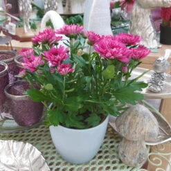 Chrysanthemen 'Chrysanne® Grandezza Purple', Lila, Topf-Ø 13 Cm, 6er-Set -Die grüne Ecke 0690110210 Chrysantheme Grandezza purple image024 81539