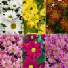 Chrysanthemen 'Swifty', Farben Zufällig, Topf-Ø 12 Cm, 6er-Set -Die grüne Ecke 0690110264 Chrysanthemum indicum Swifty nach Verfuegbarkeit 6er Set 112875