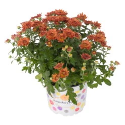 Chrysanthemen, Bronze, Topf-Ø 12 Cm, 6er-Set -Die grüne Ecke 0690120011 Chrysanthemum multiflora T12 bronze 2 56559