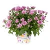 Chrysanthemen, Lila, Topf-Ø 12 Cm, 6er-Set -Die grüne Ecke 0690120012 Chrysanthemum multiflora T12 lila 56558