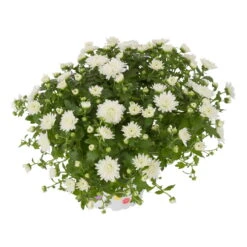 Chrysanthemen, Weiß, Topf-Ø 12 Cm, 6er-Set -Die grüne Ecke 0690120014 Chrysanthemum multiflora T12 weiss 2 55645