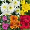 Chrysanthemen, Farben Nach Verfügbarkeit, Topf-Ø 10,5 Cm, 8er-Set -Die grüne Ecke 0690120040 Chrysanthemum multiflora nach Verfuegbarkeit 112612