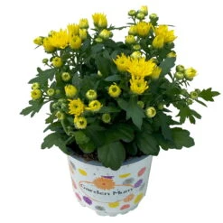 Chrysanthemen Gelb, Topf-Ø 10,5 Cm, 8er-Set -Die grüne Ecke 0690120041 Chrysanthemum multiflora gelb 8er Set 2 112639