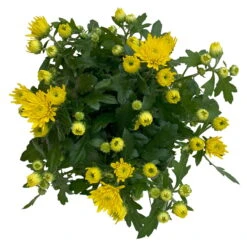 Chrysanthemen Gelb, Topf-Ø 10,5 Cm, 8er-Set -Die grüne Ecke 0690120041 Chrysanthemum multiflora gelb 8er Set 3 112640