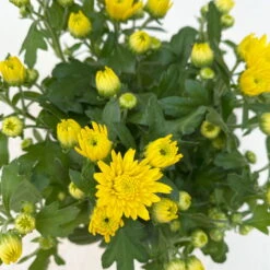 Chrysanthemen Gelb, Topf-Ø 10,5 Cm, 8er-Set -Die grüne Ecke 0690120041 Chrysanthemum multiflora gelb 8er Set 5 112603 1