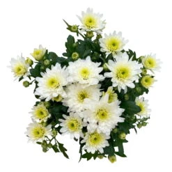 Chrysanthemen Weiß, Topf-Ø 10,5 Cm, 8er-Set -Die grüne Ecke 0690120045 Chrysanthemum multiflora 8er Set weiss 4 112651