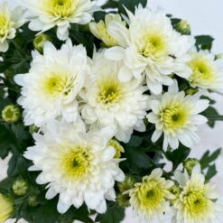 Chrysanthemen Weiß, Topf-Ø 10,5 Cm, 8er-Set -Die grüne Ecke 0690120045 Chrysanthemum multiflora 8er Set weiss 5 112611 1