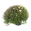 Chrysanthemen-Busch 'Trio', Gelb-weiß-lila, Topf-Ø 19 Cm, 2er-Set -Die grüne Ecke 0690130020 K B Chrysant multifl Trio Busch T19 gelb weiss lila 50cm 56815