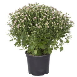 Chrysanthemen-Busch, Lila-rosa-weiß, Topf-Ø 19 Cm, 3er-Set -Die grüne Ecke 0690130030 koelle chrysanthemen multiflora busch t19 rosa durchmesser 40cm 1 68854