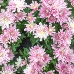 Chrysanthemen-Busch, Lila-rosa-weiß, Topf-Ø 19 Cm, 3er-Set -Die grüne Ecke 0690130030 koelle chrysanthemen multiflora busch t19 rosa durchmesser 40cm 68809