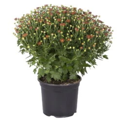 Chrysanthemen-Busch, Gelb-bronze-rot, Topf-Ø 19 Cm, 3er-Set -Die grüne Ecke 0690130086 chrysanthemen multiflora busch t19 bronze durchmesser 40cm 1 68853