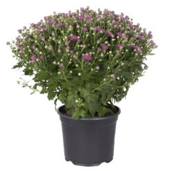 Chrysanthemen-Busch, Lila-rosa-weiß, Topf-Ø 19 Cm, 3er-Set -Die grüne Ecke 0690130087 koelle chrysanthemen multiflora busch t19 lila duchmesser 40cm 1 68852
