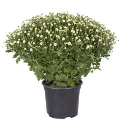 Chrysanthemen-Busch, Gelb-lila-weiß, Topf-Ø 19 Cm, 3er-Set -Die grüne Ecke 0690130088 koelle chrysanthemen multiflora busch t19 weiss durchmesser 40cm 1 68851 2