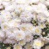 Chrysanthemen-Busch, Weiß, Topf-Ø 19 Cm, 3er-Set -Die grüne Ecke 0690130088 koelle chrysanthemen multiflora busch t19 weiss durchmesser 40cm 68807