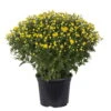 Chrysanthemen-Busch, Gelb, Topf-Ø 19 Cm, 3er-Set -Die grüne Ecke 0690130089 koelle chrysanthemen multiflora busch t19 gelb durchmesser 40cm 1 68850 2