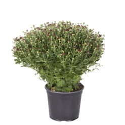 Chrysanthemen-Busch, Gelb-bronze-rot, Topf-Ø 19 Cm, 3er-Set -Die grüne Ecke 0690130092 koelle chrysanthemen multiflora t19 rot durchmesser 40cm 1 68849