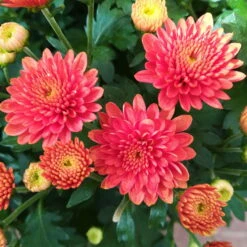 Chrysanthemen-Busch, Gelb-bronze-rot, Topf-Ø 19 Cm, 3er-Set -Die grüne Ecke 0690130119 Chrysanthemum multiflora Buesche bronze image003 79590