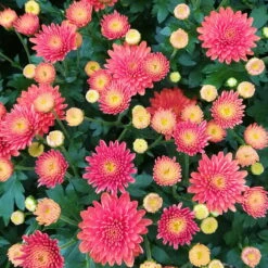 Chrysanthemen-Busch, Gelb-bronze-rot, Topf-Ø 19 Cm, 3er-Set -Die grüne Ecke 0690130119 Chrysanthemum multiflora Buesche bronze image004 79589