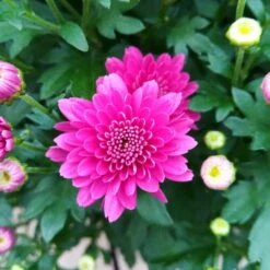 Chrysanthemen 'Trio', Gelb/lila/weiß, Topf-Ø 19 Cm, 2er-Set -Die grüne Ecke 0690130121 Chrysanthemum multiflora Buesche lila image005 79583 2