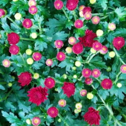 Chrysanthemen-Busch, Gelb-bronze-rot, Topf-Ø 19 Cm, 3er-Set -Die grüne Ecke 0690130123 Chrysanthemum multiflora Buesche rot image002 79592