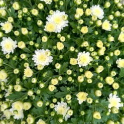 Chrysanthemen-Busch, Weiß, Topf-Ø 19 Cm, 3er-Set -Die grüne Ecke 0690130124 Koelle Chrys multifl Busch T19 weiss H40 45cm 3er Set WS 2 96160