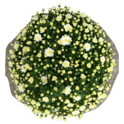 Chrysanthemen-Busch, Weiß, Topf-Ø 19 Cm, 3er-Set -Die grüne Ecke 0690130124 Koelle Chrys multifl Busch T19 weiss H40 45cm 3er Set WS 3 96159