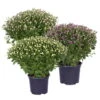 Chrysanthemen-Busch, Lila-rosa-weiß, Topf-Ø 19 Cm, 3er-Set -Die grüne Ecke 0690130127 frei 82237