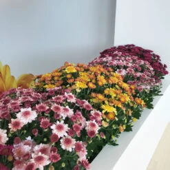 Chrysanthemen 'Amarena Orange', Gelb-bronze, Topf-Ø 14 Cm, 4er-Set -Die grüne Ecke 0690130142 0690130143 0690130144 Chrysanthemum multiflora 4er Set 80300