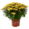 Chrysanthemen 'Amarena Orange', Gelb-bronze, Topf-Ø 14 Cm, 4er-Set -Die grüne Ecke 0690130143 Chrysanthemum multiflora bronze Amarena Orange 4er Set 2 112853