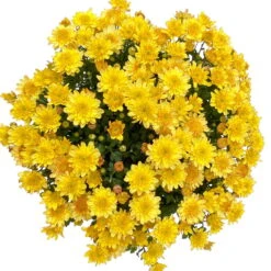 Chrysanthemen 'Amarena Orange', Gelb-bronze, Topf-Ø 14 Cm, 4er-Set -Die grüne Ecke 0690130143 Chrysanthemum multiflora bronze Amarena Orange 4er Set 5 112855