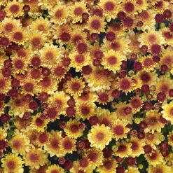 Chrysanthemen 'Amarena Orange', Gelb-bronze, Topf-Ø 14 Cm, 4er-Set -Die grüne Ecke 0690130143 Chrysanthemum multiflora bronze Amarena Orange 4er Set 2 80303