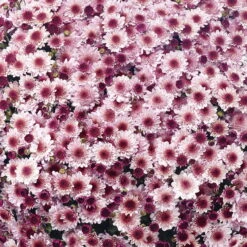 Chrysanthemen 'Amarena Pink', Rosa-pink, Topf-Ø 14 Cm, 4er-Set -Die grüne Ecke 0690130144 Chrysanthemum multiflora rosa Amarena Pink 4er Set 2 80306