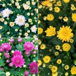 Chrysanthemen 'Trio', Gelb-weiß-lila, Busch, Topf-Ø 14 Cm, 4er-Set -Die grüne Ecke 0690130158 Koelle Chrysanthemum multifl Trio T14 lila gelb weiss 4er Set WS 94924