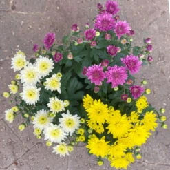 Chrysanthemen 'Trio', Gelb-weiß-lila, Busch, Topf-Ø 14 Cm, 4er-Set -Die grüne Ecke 0690130208 Chrysanthemum multifl Trio T14 lila gelb weiss 4er Set 1 125801