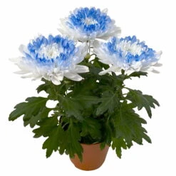 Chrysantheme 'Zembla Make-Upz® Heart Mix, Farben Zufällig, Topf-Ø 13 Cm, 3er-Set -Die grüne Ecke 0690140088 Chrysanthemum Zembla T13 Next White Make Upz HeartMix blau 3er Set 5 115266