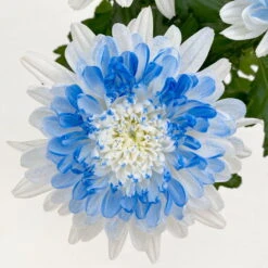 Chrysantheme 'Zembla Make-Upz® Heart Mix, Farben Zufällig, Topf-Ø 13 Cm, 3er-Set -Die grüne Ecke 0690140088 Chrysanthemum Zembla T13 Next White Make Upz HeartMix blau 3er Set 7 115104