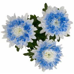 Chrysantheme 'Zembla Make-Upz® Heart Mix, Farben Zufällig, Topf-Ø 13 Cm, 3er-Set -Die grüne Ecke 0690140088 Chrysanthemum Zembla T13 Next White Make Upz HeartMix blau 3er Set 8 115267