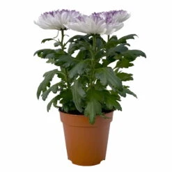 Chrysantheme 'Zembla Make-Upz® Heart Mix, Farben Zufällig, Topf-Ø 13 Cm, 3er-Set -Die grüne Ecke 0690140088 Chrysanthemum Zembla T13 Next White Make Upz HeartMix lila 3er Set 1 .JPG 115268
